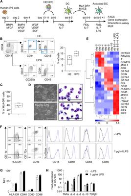 Human DC3 Antigen Presenting Dendritic Cells From Induced Pluripotent Stem Cells